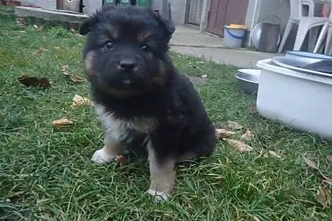 Szczeniaki docelowo duże do adopcji FILMIK,  Kunde
