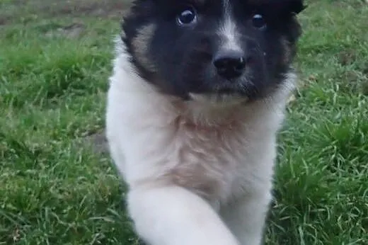 Szczeniaki docelowo duże do adopcji FILMIK,  Kunde