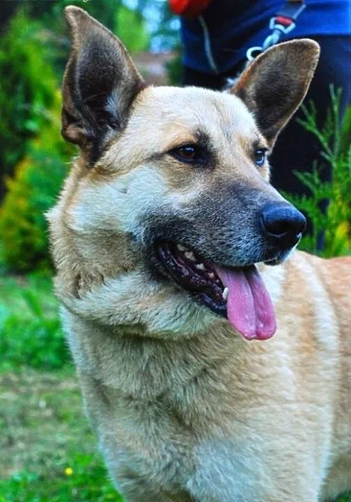 Uśmiechnięty Leo do adopcji :), małopolskie Krakó