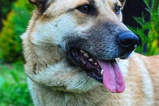 Uśmiechnięty Leo do adopcji :), małopolskie Kraków
