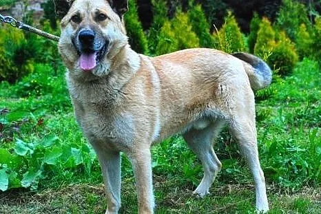 Uśmiechnięty Leo do adopcji :),  małopolskie Krakó