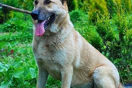 Uśmiechnięty Leo do adopcji :),  małopolskie Krakó