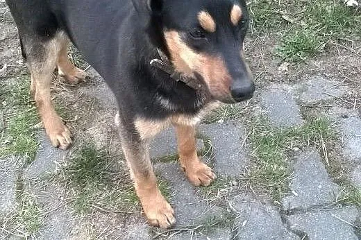 SPOCK (vel. Spoko) do adopcji,  mazowieckie Warszawa