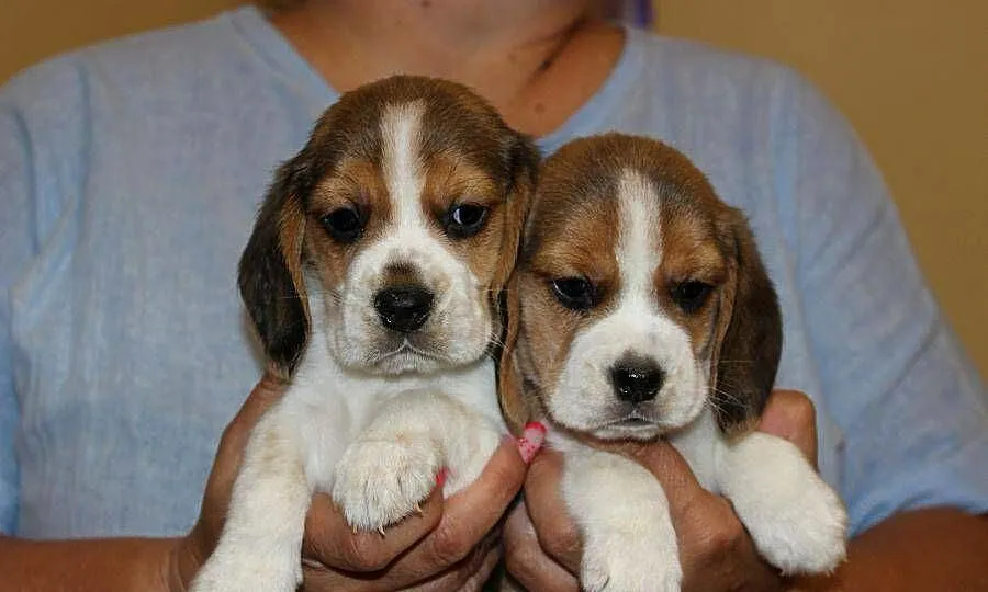 Beagle - szczeniaczki ZKwP, Śląskie, Aleksandria