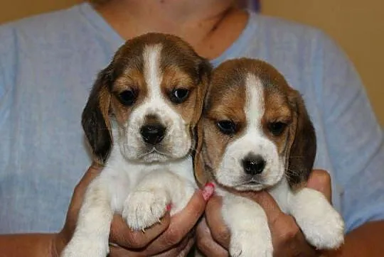 Beagle - szczeniaczki ZKwP, Śląskie, Aleksandria