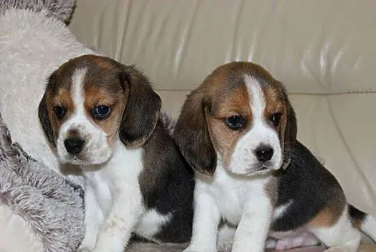 Beagle - szczeniaczki ZKwP, Śląskie, Aleksandria