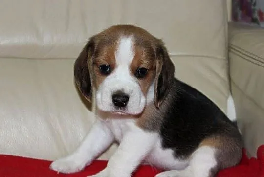 Beagle - szczeniaczki ZKwP, Śląskie, Aleksandria