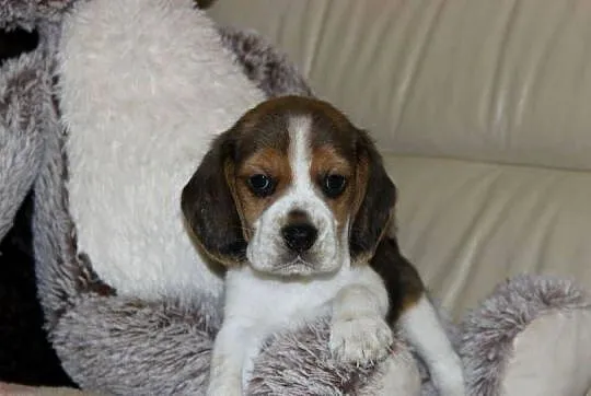 Beagle - szczeniaczki ZKwP, Śląskie, Aleksandria