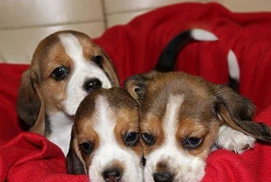 Beagle - szczeniaczki ZKwP, Śląskie, Aleksandria