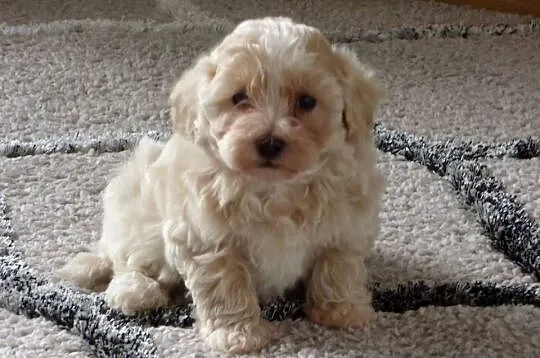 Piesek rasy Maltipoo, Świętokrzyskie, Kielce