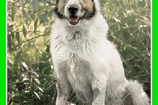 19kg,młody 1,5 roku,zna komendy,łagodny,rodzinny p