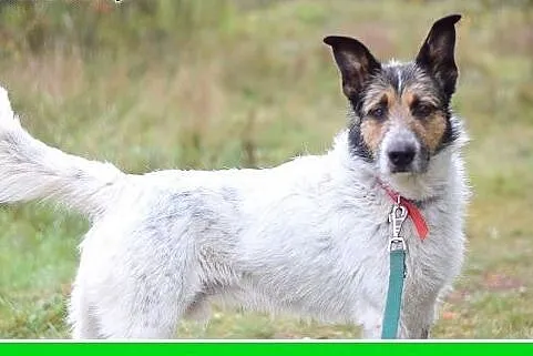 19kg,młody 1,5 roku,zna komendy,łagodny,rodzinny p