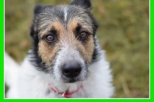 19kg,młody 1,5 roku,zna komendy,łagodny,rodzinny p