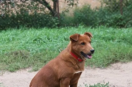 Roczny Borys, przepiękny, niewielki psiak do pokoc
