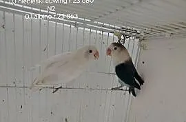 Sprzedam parę lęgową nierozłączek