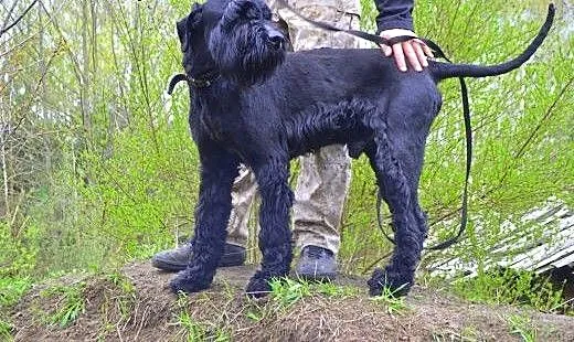Max - sznaucer olbrzym do adopcji, opolskie Opole