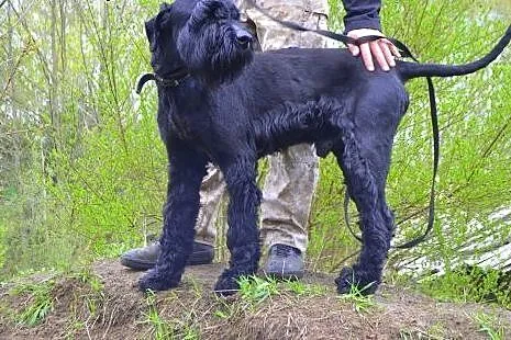 Max - sznaucer olbrzym do adopcji, opolskie Opole