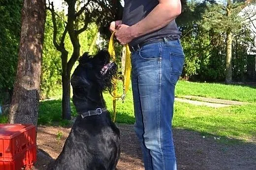 Max - sznaucer olbrzym do adopcji,  opolskie Opole