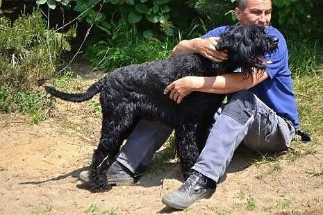 Max - sznaucer olbrzym do adopcji,  opolskie Opole