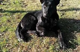 BALTO Pies czarny owczarek , Rożki-Kolonia