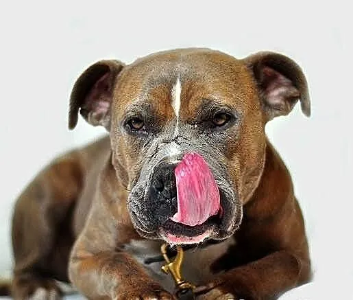 Paddy amstaff szuka domu
