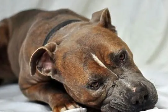 Paddy amstaff szuka domu