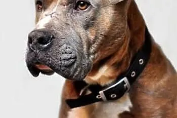 Paddy amstaff szuka domu