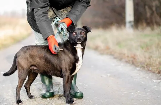 Czester - niekonfliktowy, wdzięczny psiak szuka domu!  Czester – młody, przyjazny pies szuka domu! C, , Kraków