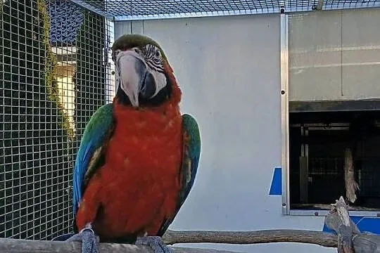 Ara harlekin samiec