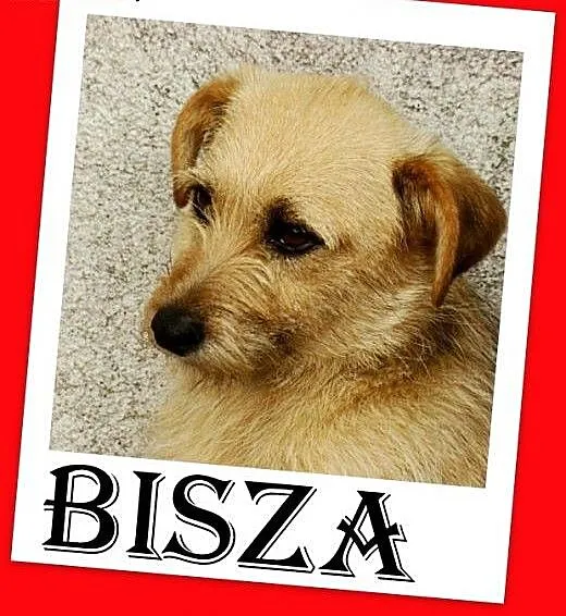 9 kg,terier mix,pszeniczna suczka,łagodna BISZA.Ad