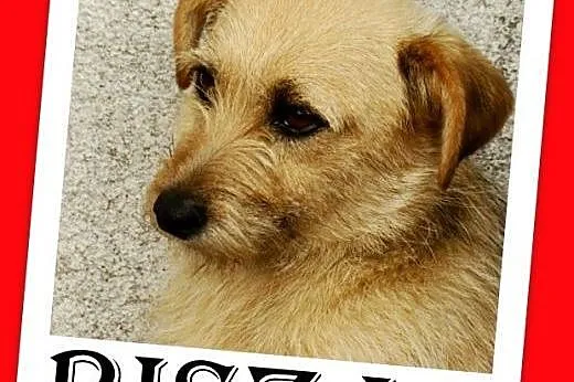 9 kg,terier mix,pszeniczna suczka,łagodna BISZA.Ad