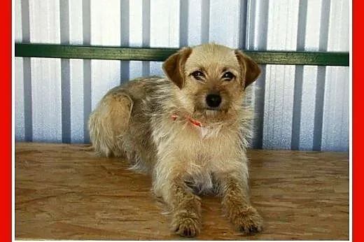 9 kg,terier mix,pszeniczna suczka,łagodna BISZA.Ad