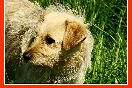 9 kg,terier mix,pszeniczna suczka,łagodna BISZA.Ad