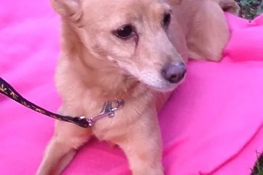 Laila- malutka , młoda sunia do adopcji .,  śląskie Katowice