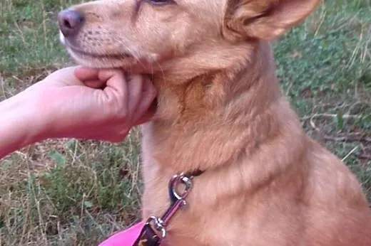 Laila- malutka , młoda sunia do adopcji .,  śląski