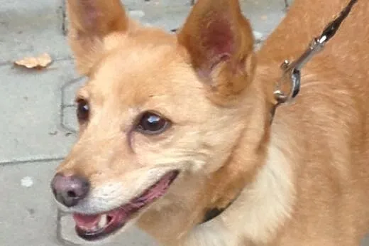 Laila- malutka , młoda sunia do adopcji .,  śląski