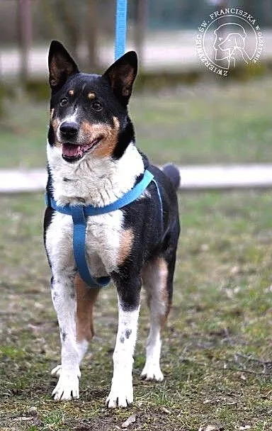 Hugo - ładny psiak, tricolor :)