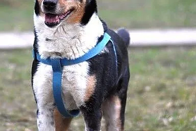 Hugo - ładny psiak, tricolor :)