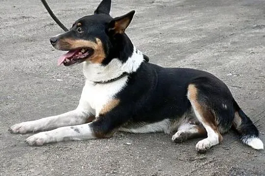 Hugo - ładny psiak, tricolor :)