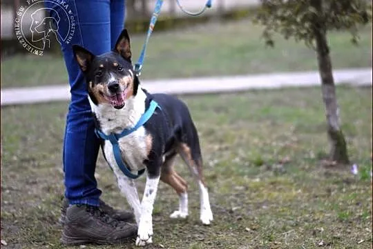Hugo - ładny psiak, tricolor :)