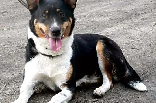 Hugo - ładny psiak, tricolor :)
