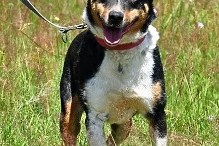 Hugo - ładny psiak, tricolor :)