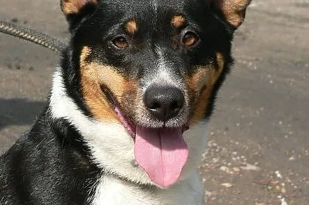 Hugo - ładny psiak, tricolor :)
