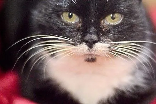Przepiękna Luna, cudowna, kontaktowa KOTKA do adopcji