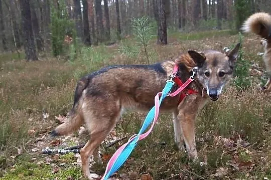 Belgijka - delikatna średniej wielkości sunia