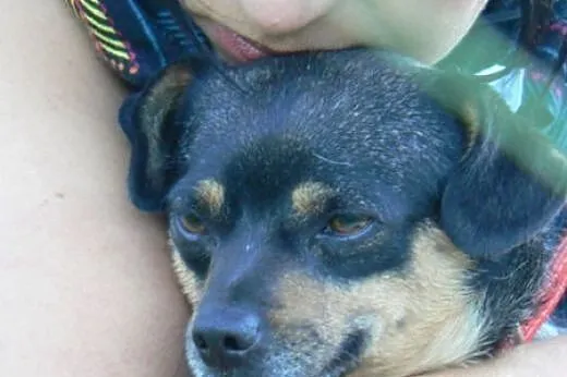 Boberek DO ADOPCJI, dolnośląskie Wrocław