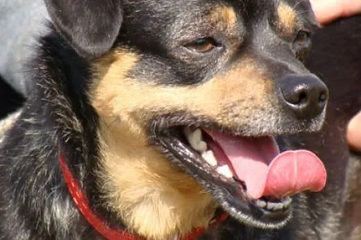 Boberek DO ADOPCJI,  dolnośląskie Wrocław