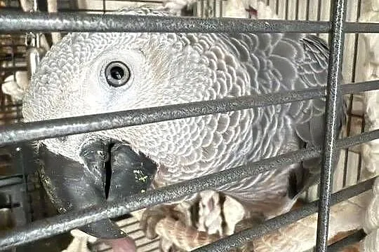 Żako Kongijskie, Podkarpackie, Leżajsk
