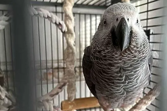 Żako Kongijskie, Podkarpackie, Leżajsk