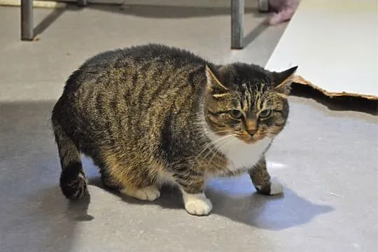Pilka - kotka o wyjątkowych uszach do adopcji